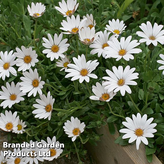 Osteospermum Blush Collection (Hardy)