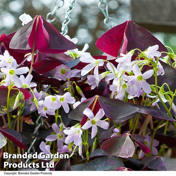 Oxalis triangularis 'Burgundy Wine' | Suttons