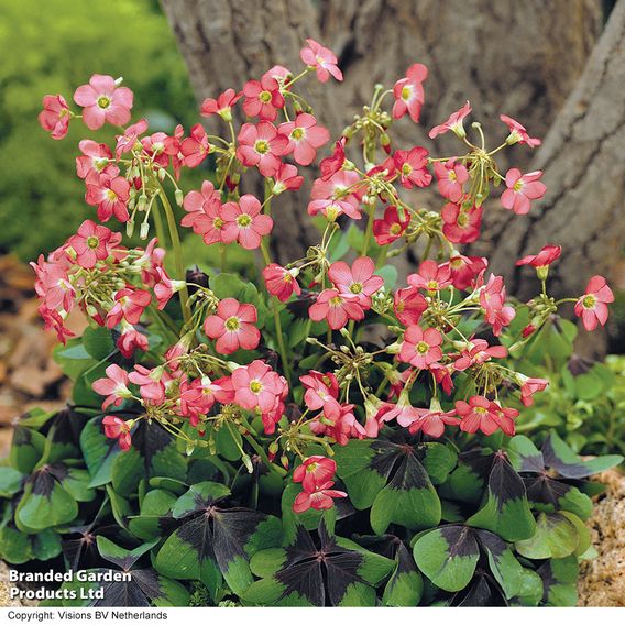 Summer Flowering Collection