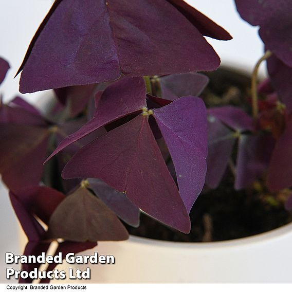 Oxalis triangularis 'Mijke'