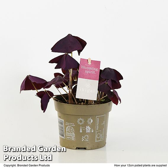 Oxalis triangularis 'Mijke'