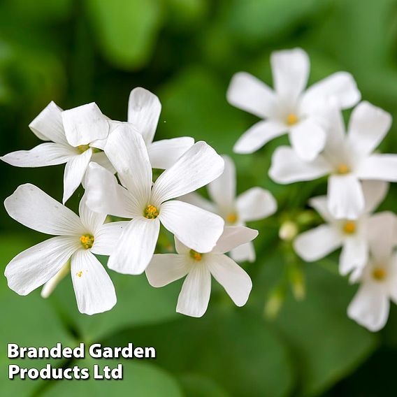 Oxalis triangularis (Green)