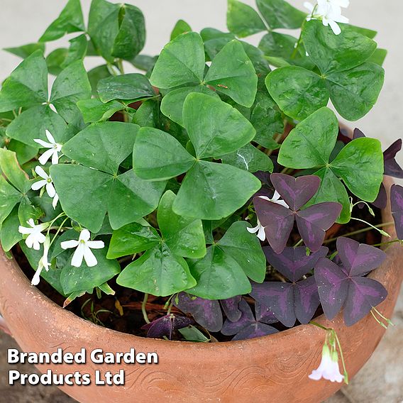 Oxalis triangularis (Green)