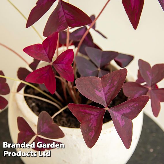 Oxalis triangularis 'Mijke'