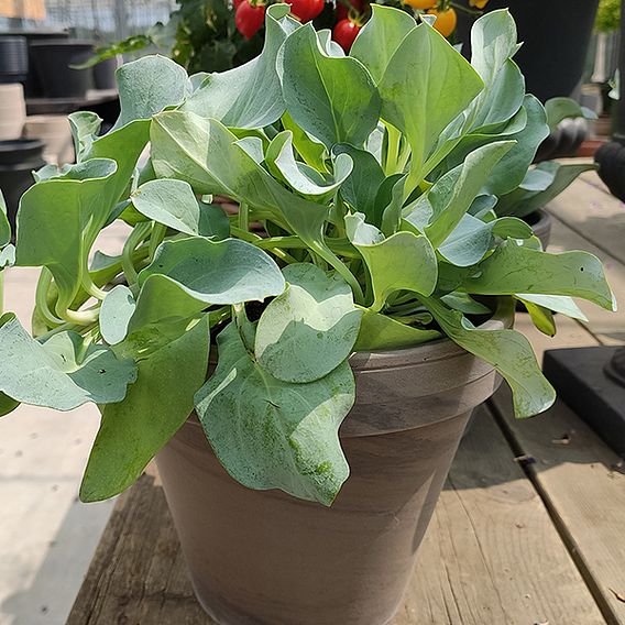 Oyster Leaf Plant - Seeds