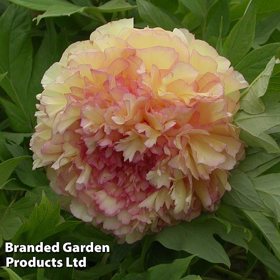 Tree Peony 'Jin Ge'