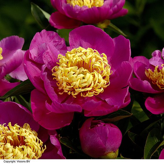 Peony 'Doreen'