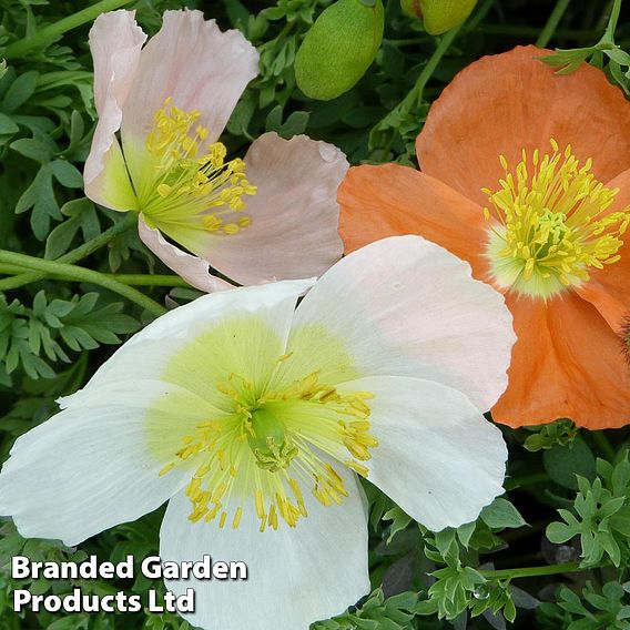 Alpine poppy mixed