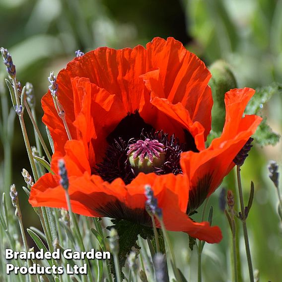 Poppy 'Beauty of Livermere'