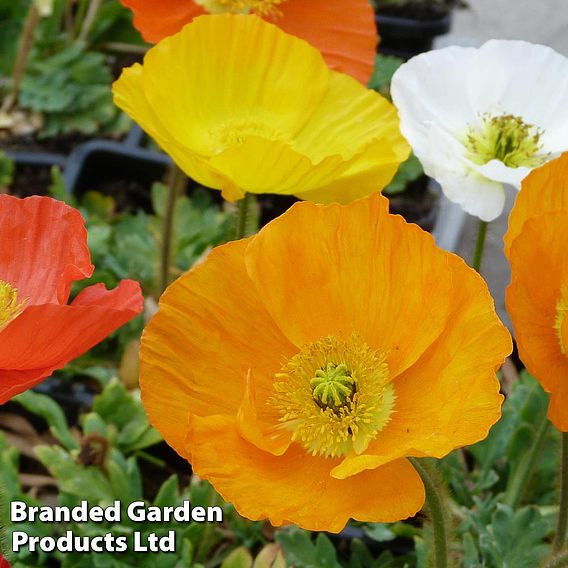 Poppy nudicaule 'Garden Gnome'