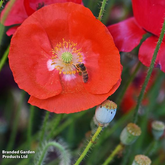 Poppy 'Legion Of Honor' - Seeds