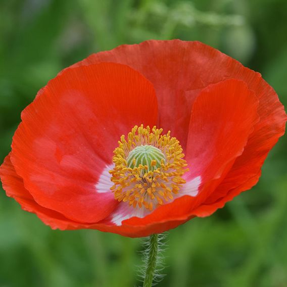 Poppy 'Legion Of Honor' - Seeds