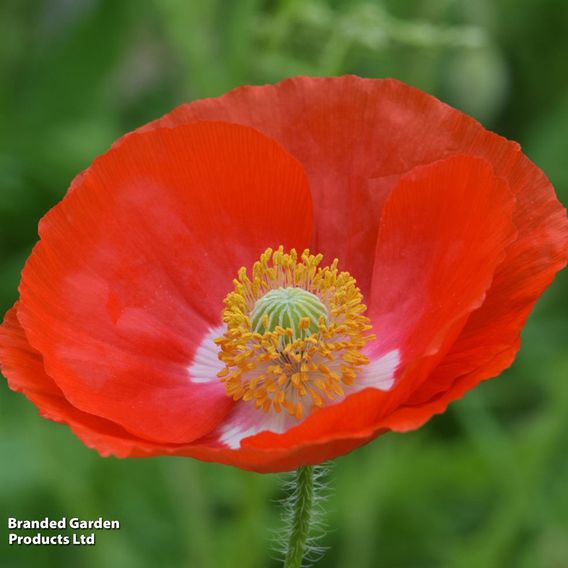 Poppy 'Legion Of Honor' - Seeds