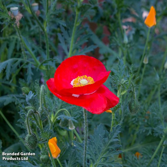 Poppy 'Legion Of Honor' - Seeds