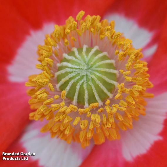 Poppy 'Legion Of Honor' - Seeds