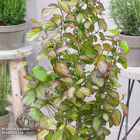 Parrotia persica 'Persian Spire'