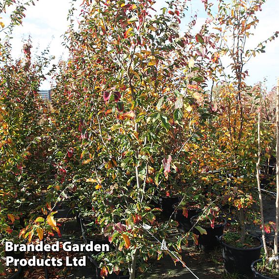 Parrotia persica 'Vanessa'