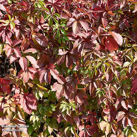 Parthenocissus henryana