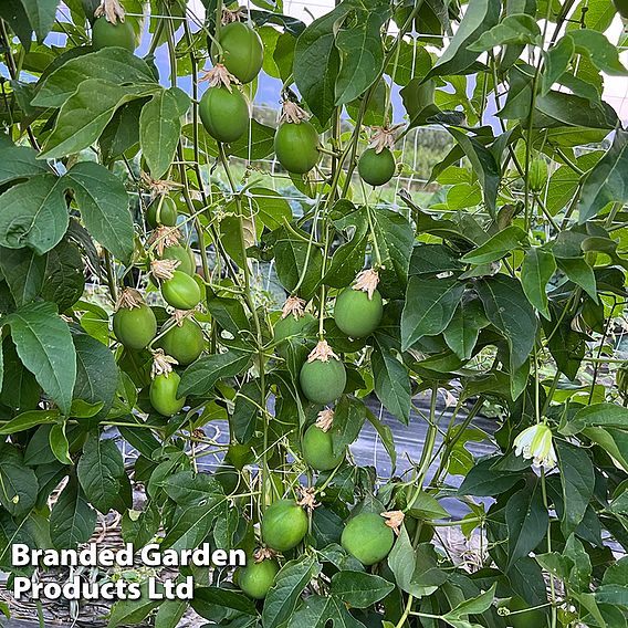 Passiflora 'Cooltropics® Eia Popeia'®