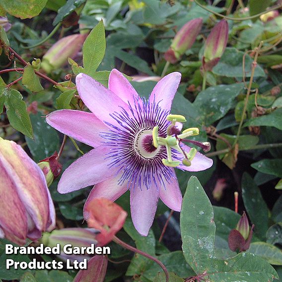 Passiflora 'Tricolor'