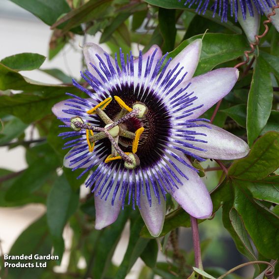 Passiflora 'Damsel's Delight'