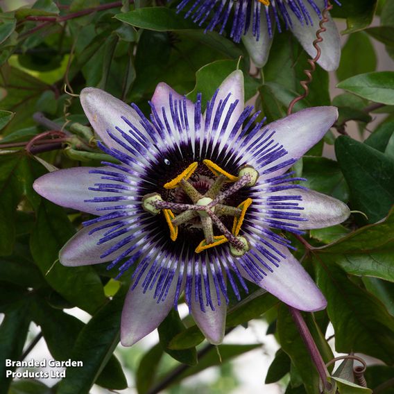 Passiflora 'Damsel's Delight'