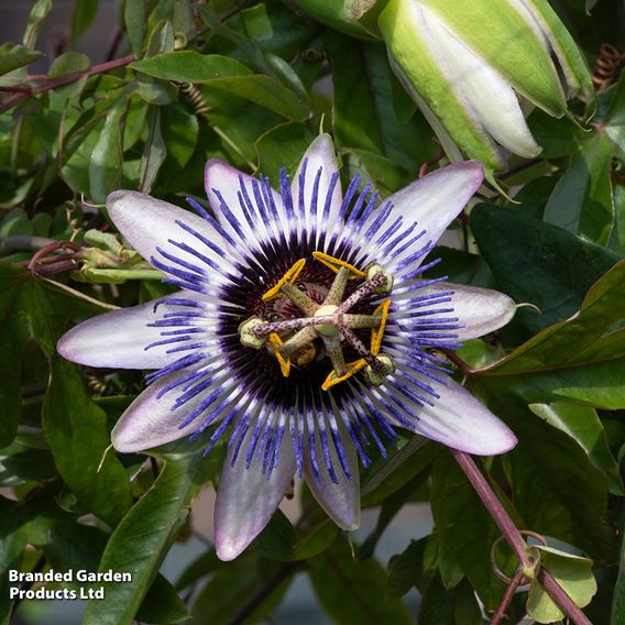 Passiflora 'Damsel's Delight'