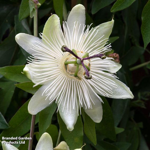 Passiflora 'Snow Queen'