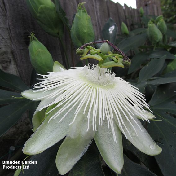 Passiflora 'Snow Queen'