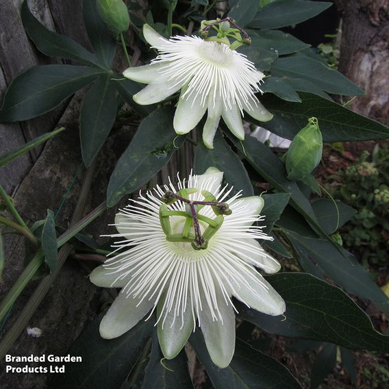 Passiflora 'Snow Queen'