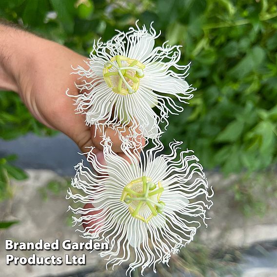 Passiflora Cooltropics Duo'