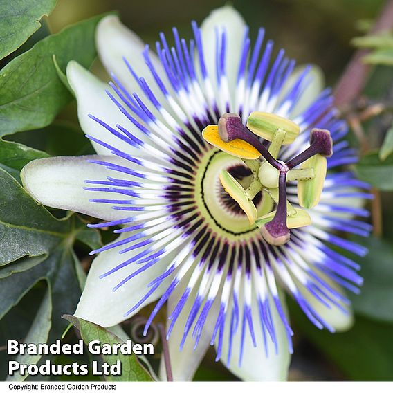 Passiflora caerulea on a Hoop