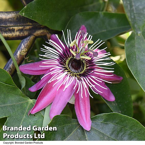 Passiflora violacea on a Hoop