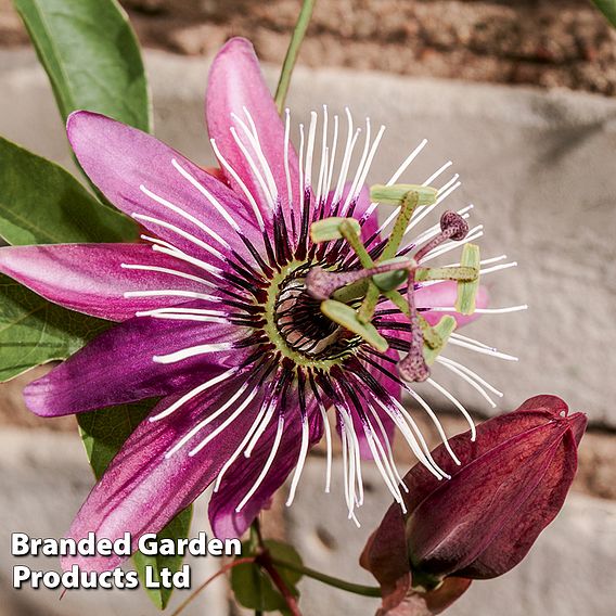 Passiflora 'Tricolor'