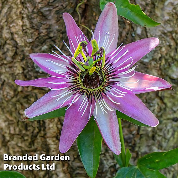 Passiflora 'Violacea Victoria'