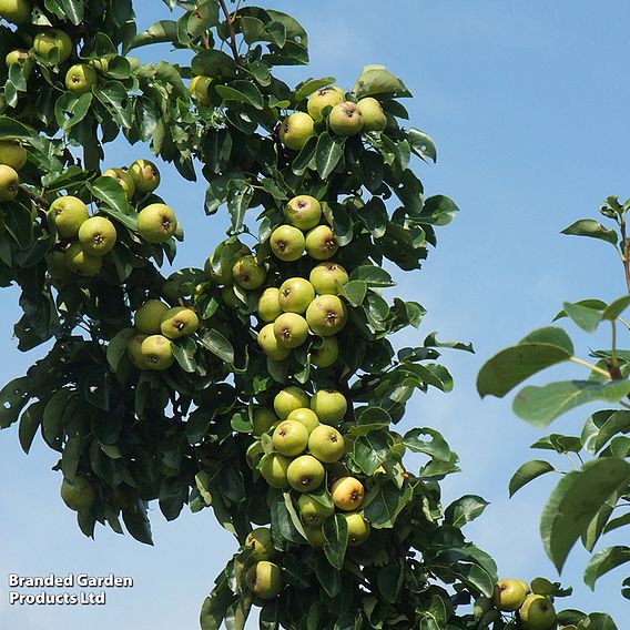 Pear 'Petite Poire'