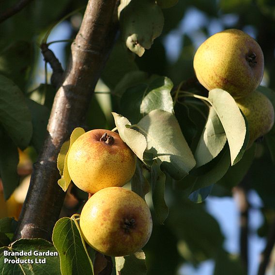 Pear 'Petite Poire'