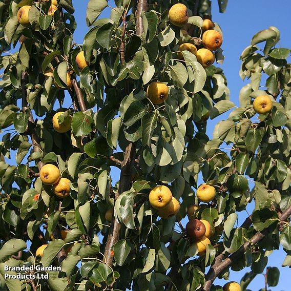 Pear 'Petite Poire'