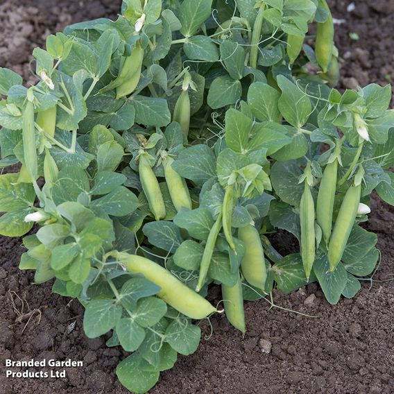 Pea 'Half Pint' - Seeds