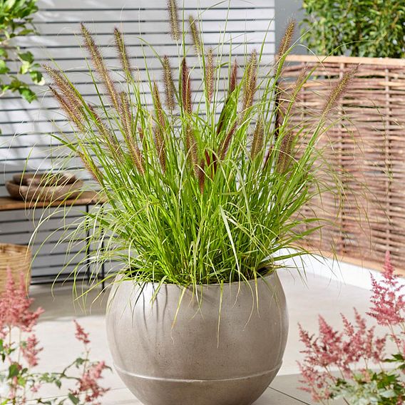 Pennisetum - Back Beauty 