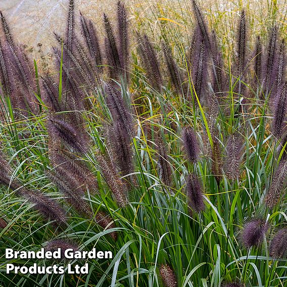 Pennisetum alopecuroides 'Black Beauty'