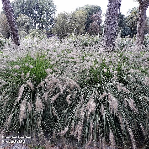 Pennisetum alopecuroides 'Hameln'