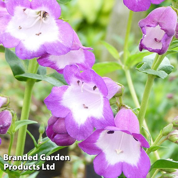 Penstemon 'Lady Alice Hindley'