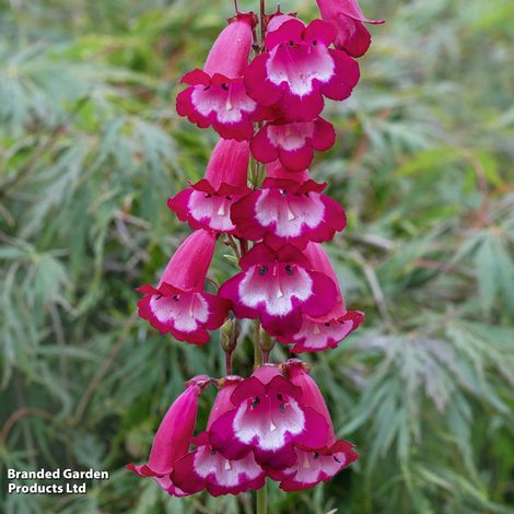 Penstemon Collection