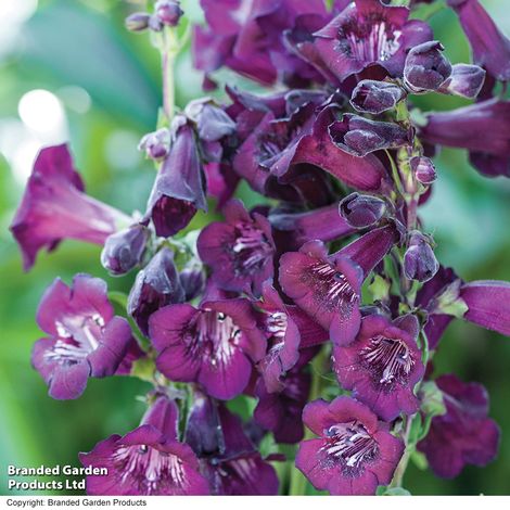 Penstemon Collection