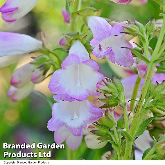 Penstemon 'Pensham Laura'