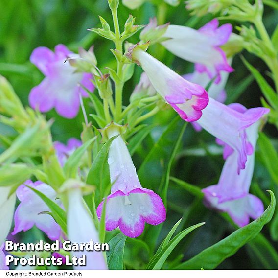 Penstemon 'Pensham Laura'