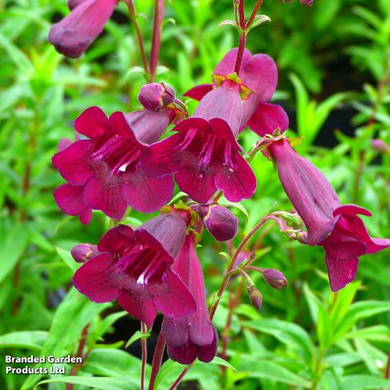 Penstemon 'Pensham Plum Jerkum'