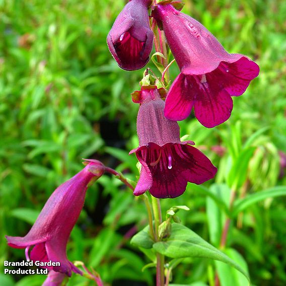 Penstemon 'Pensham Plum Jerkum'