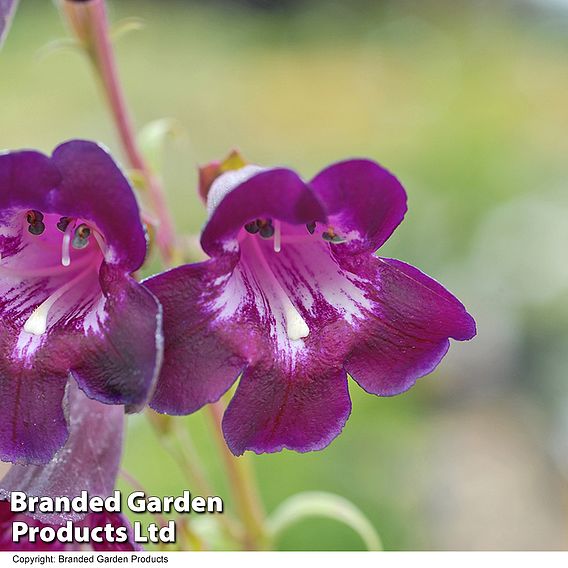 Penstemon 'Raven'